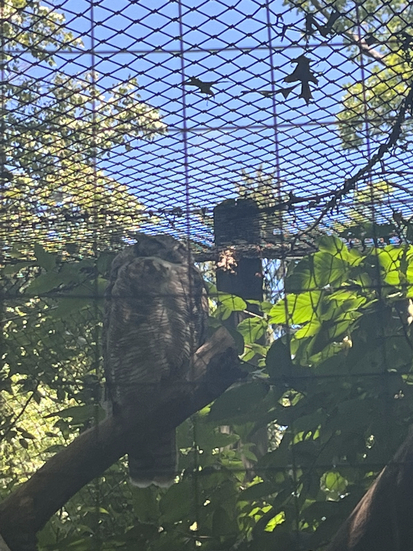 Owl ID