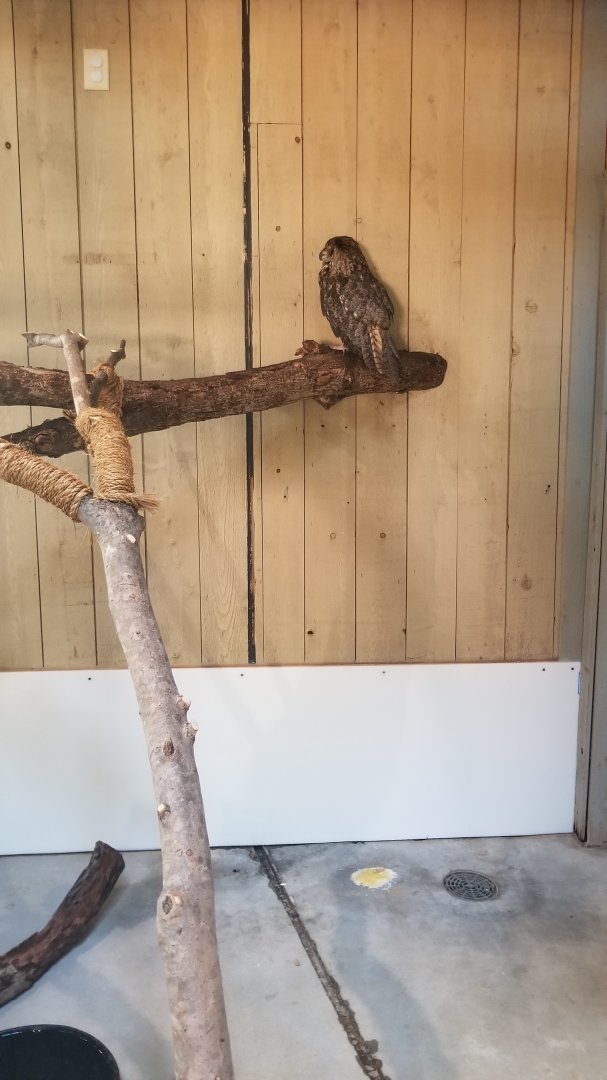 Owl in children's zoo