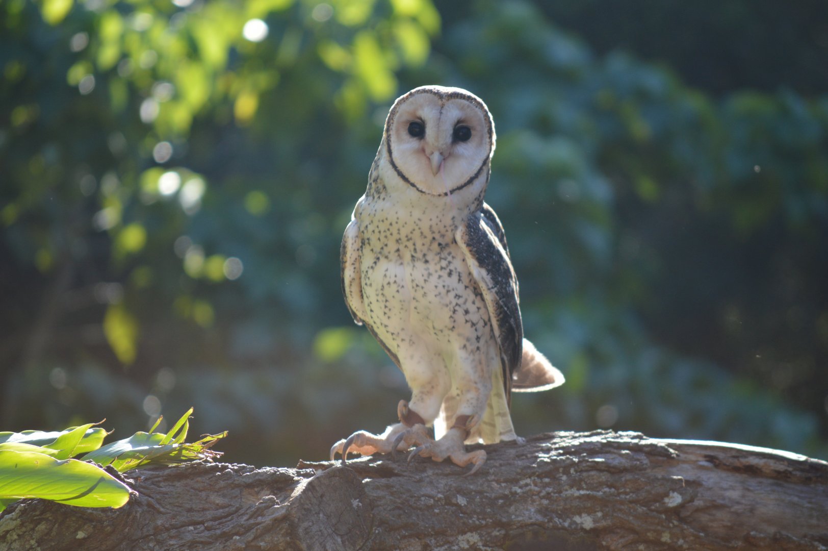Owl in the bird show, 2018