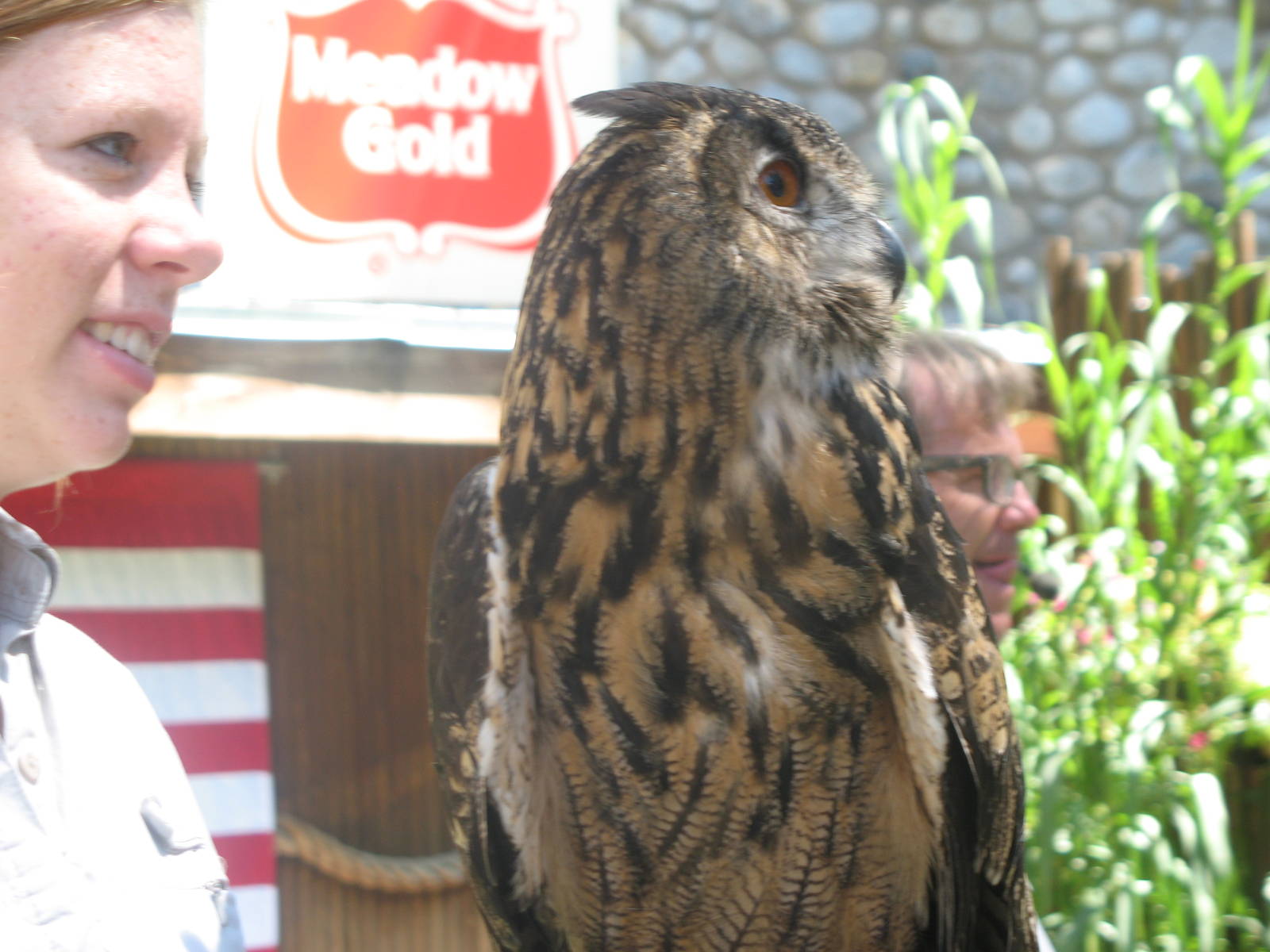 Owl in World of Flight bird show