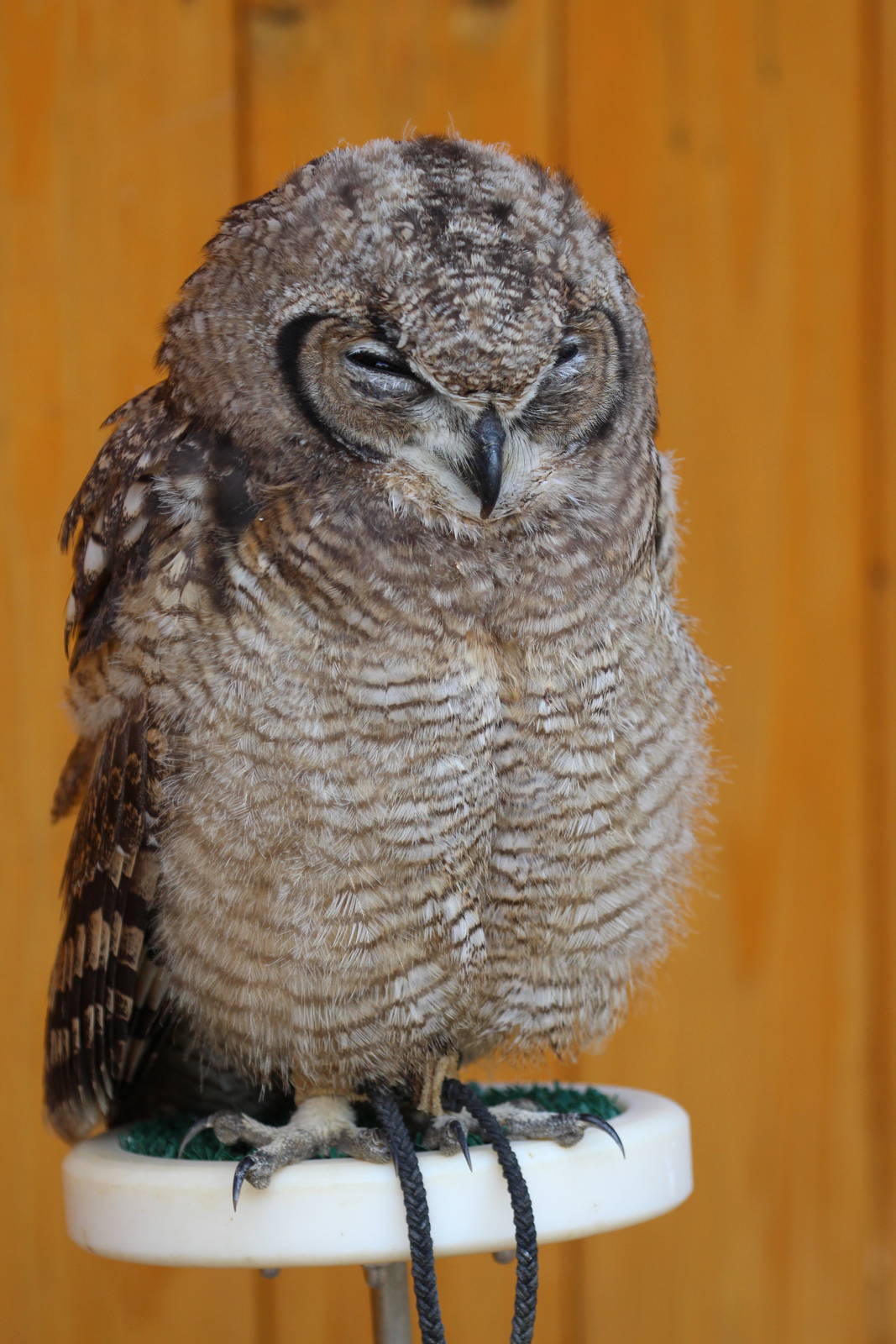 Owl, Jihlava Zoo