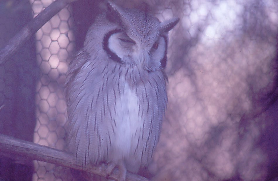 Owl- Larvon Bird Gardens, Zimbabwe