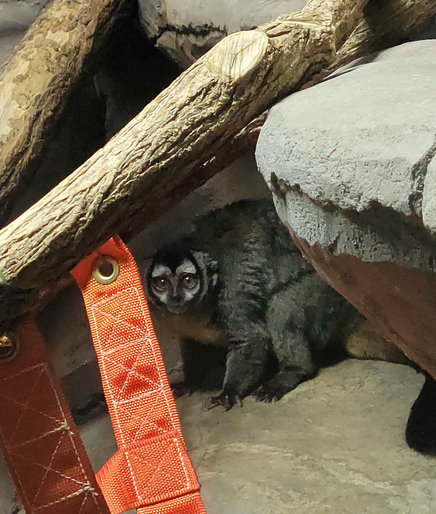 Owl Monkey  - Bright's Zoo-April 2025