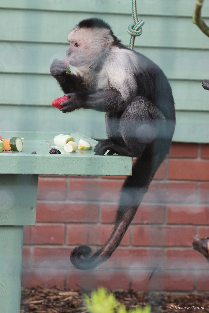 Owl & Monkey Haven, Newport, Isle of Wight, White-throated Capuchin (Ce