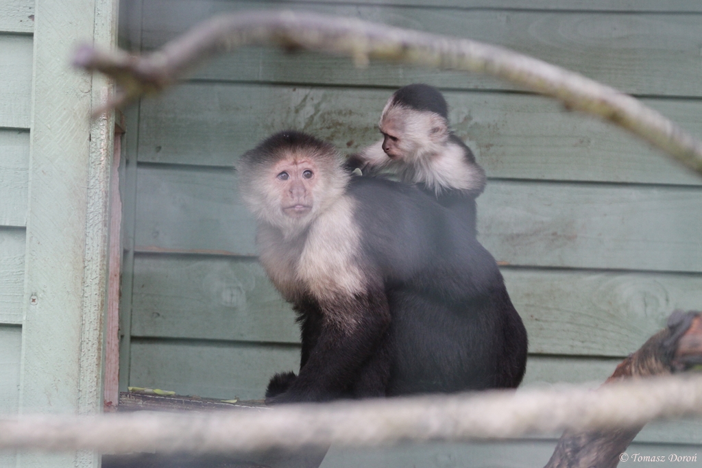 Owl & Monkey Haven, Newport, Isle of Wight, White-throated Capuchins (C