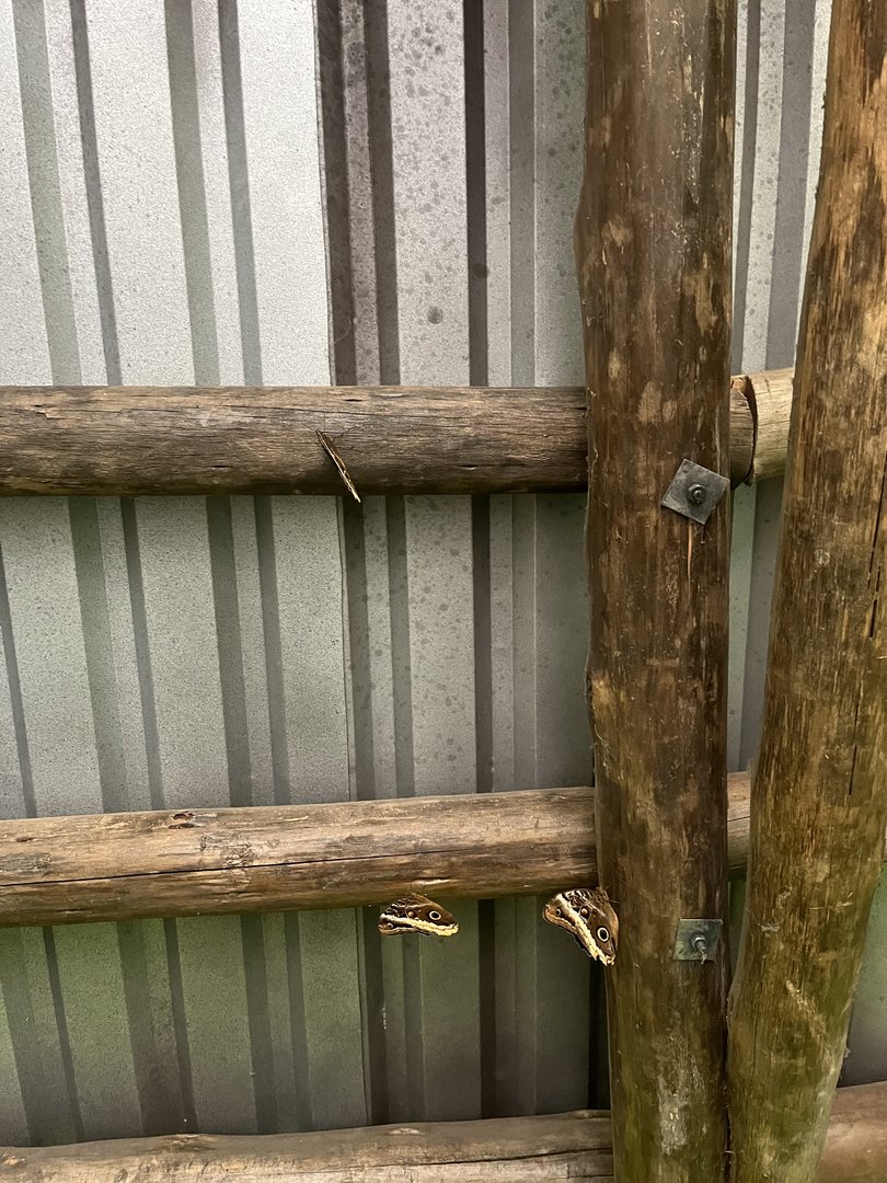 Owl moths in the Mangrove 6.7.23