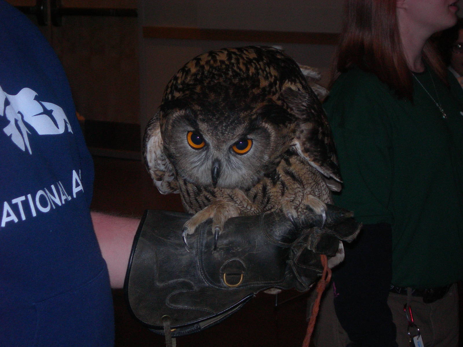 Owl-O-Ween Special Presentation with a Eurasian Eagle Owl