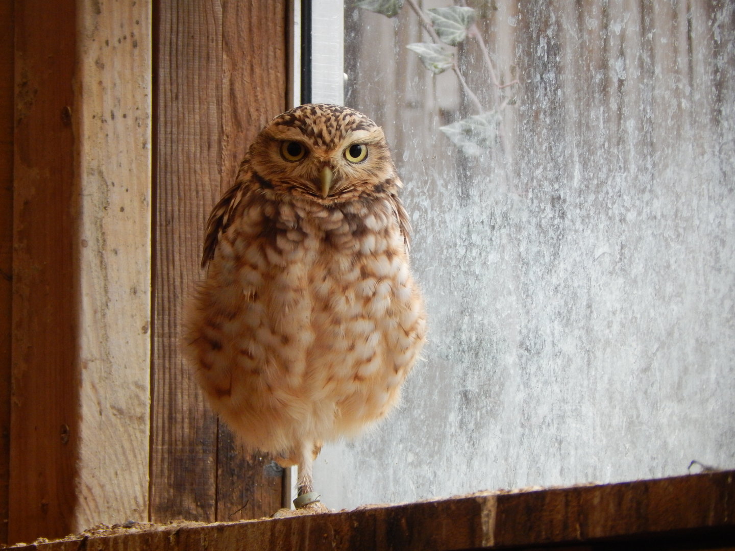 Owl Parliament - Burrowing owl 010323