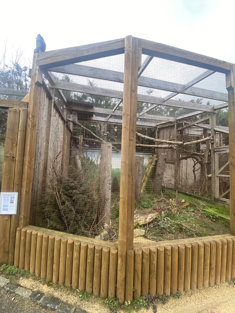 Owl Parliament - Eurasian great grey owl aviary 010323