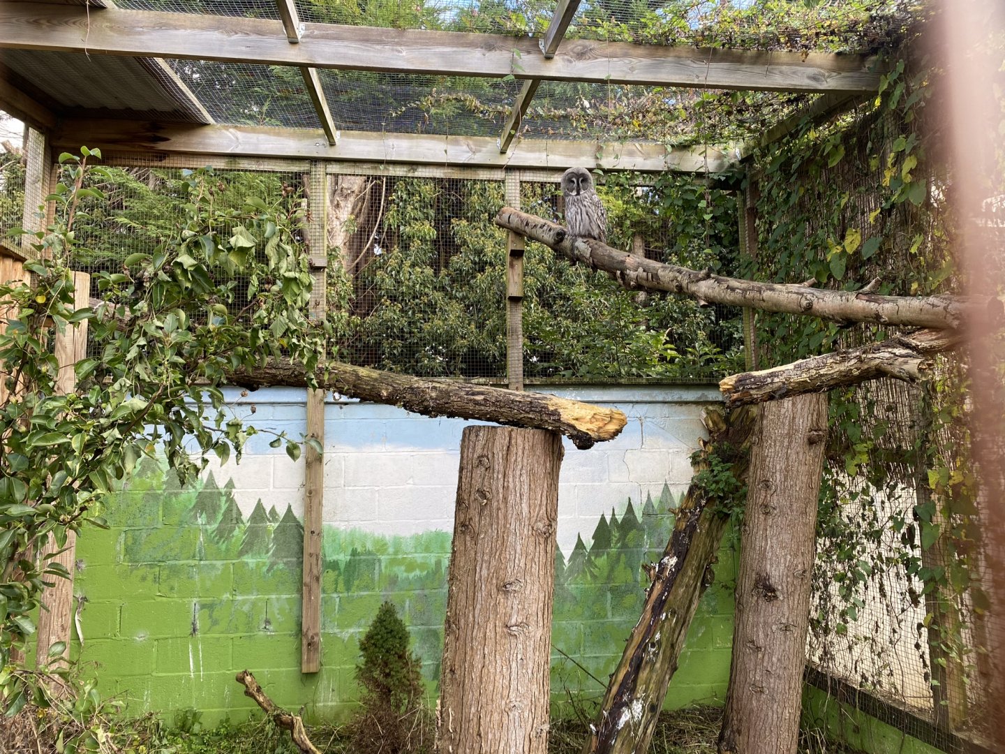 Owl Parliament - Great grey owl aviary 241023