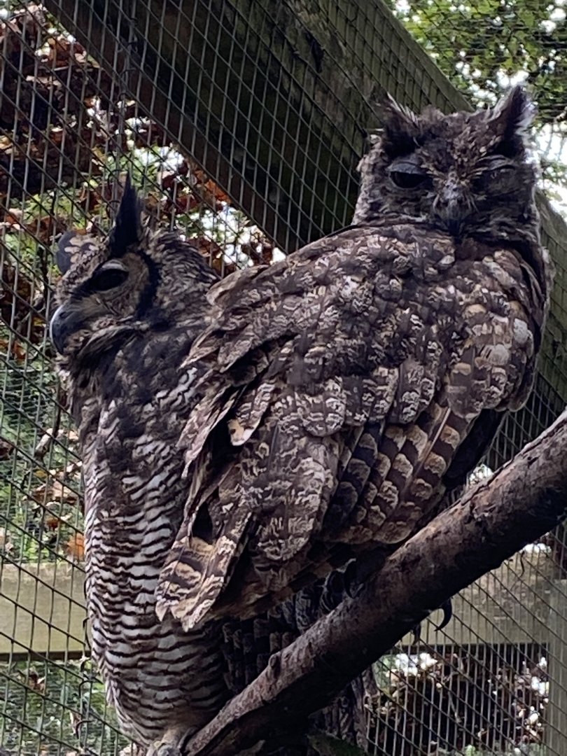Owl Parliament - Great horned owl 061121