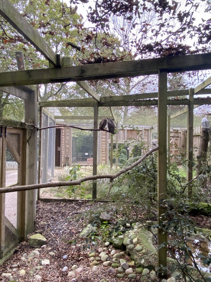 Owl Parliament - Great horned owl aviary 061121