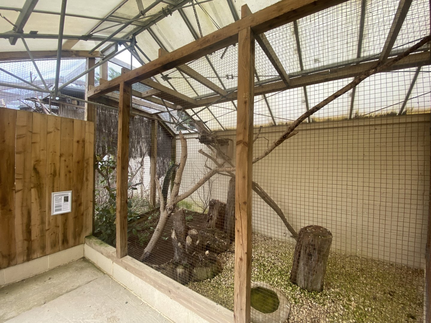 Owl Parliament - Indian scops owl aviary 010323