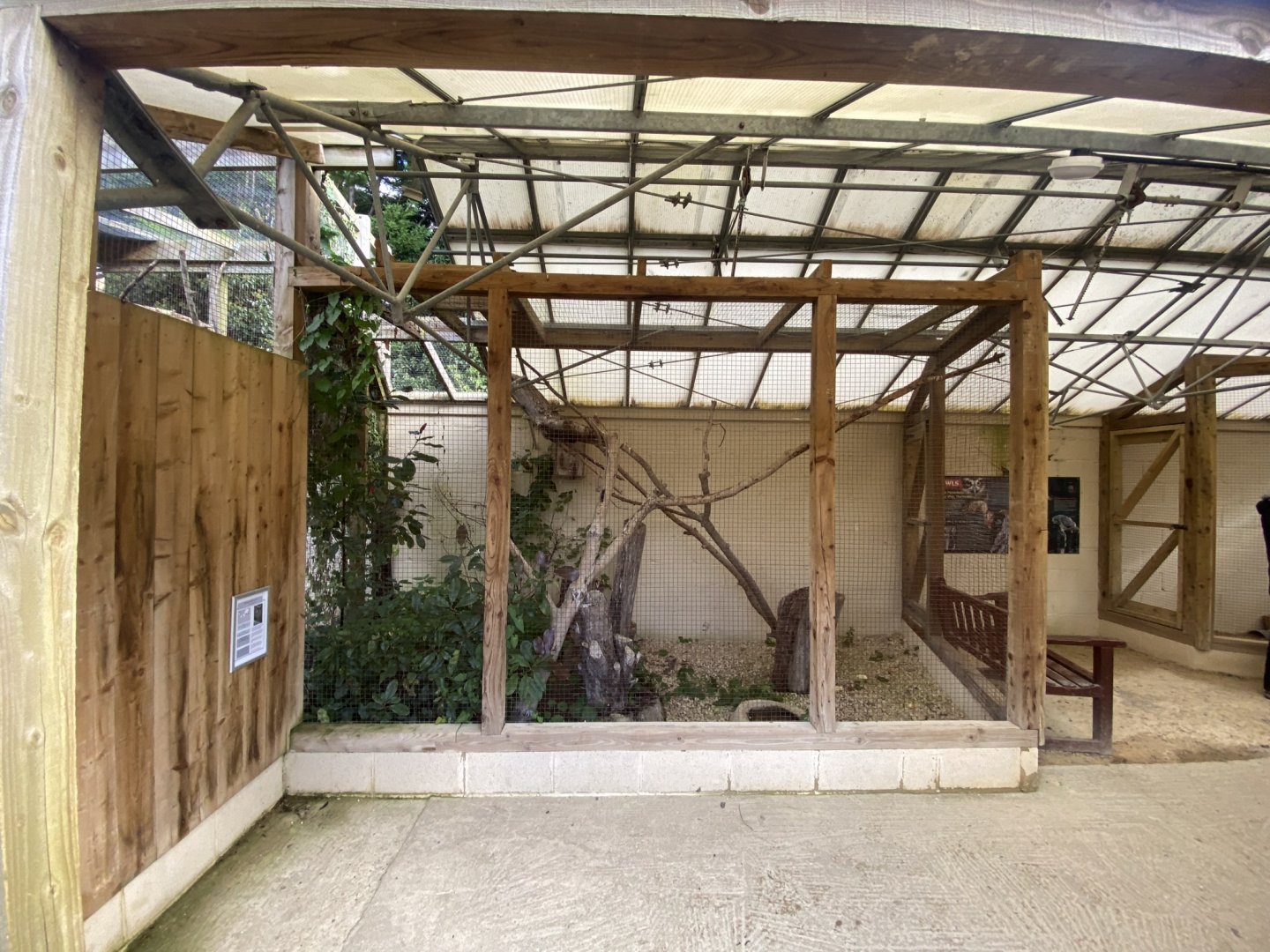 Owl Parliament - Indian scops-owl aviary 241023