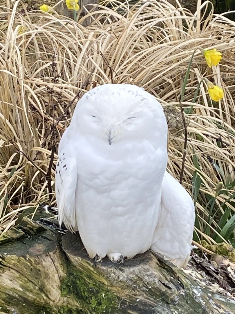 Owl Parliament - Snowy owl 010323