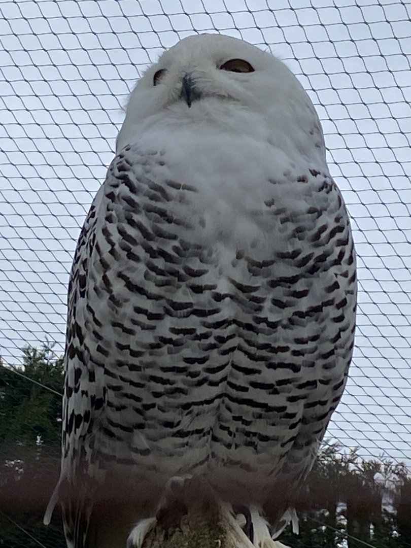 Owl Parliament - Snowy owl 010323