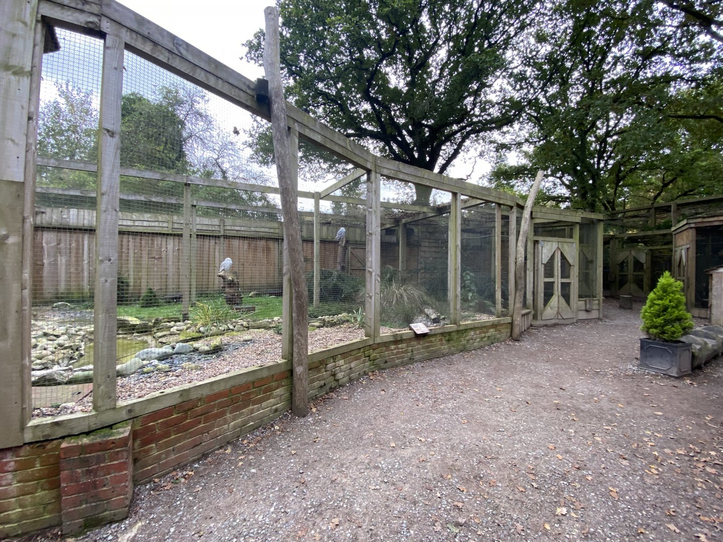 Owl Parliament - Snowy owl aviary 061121