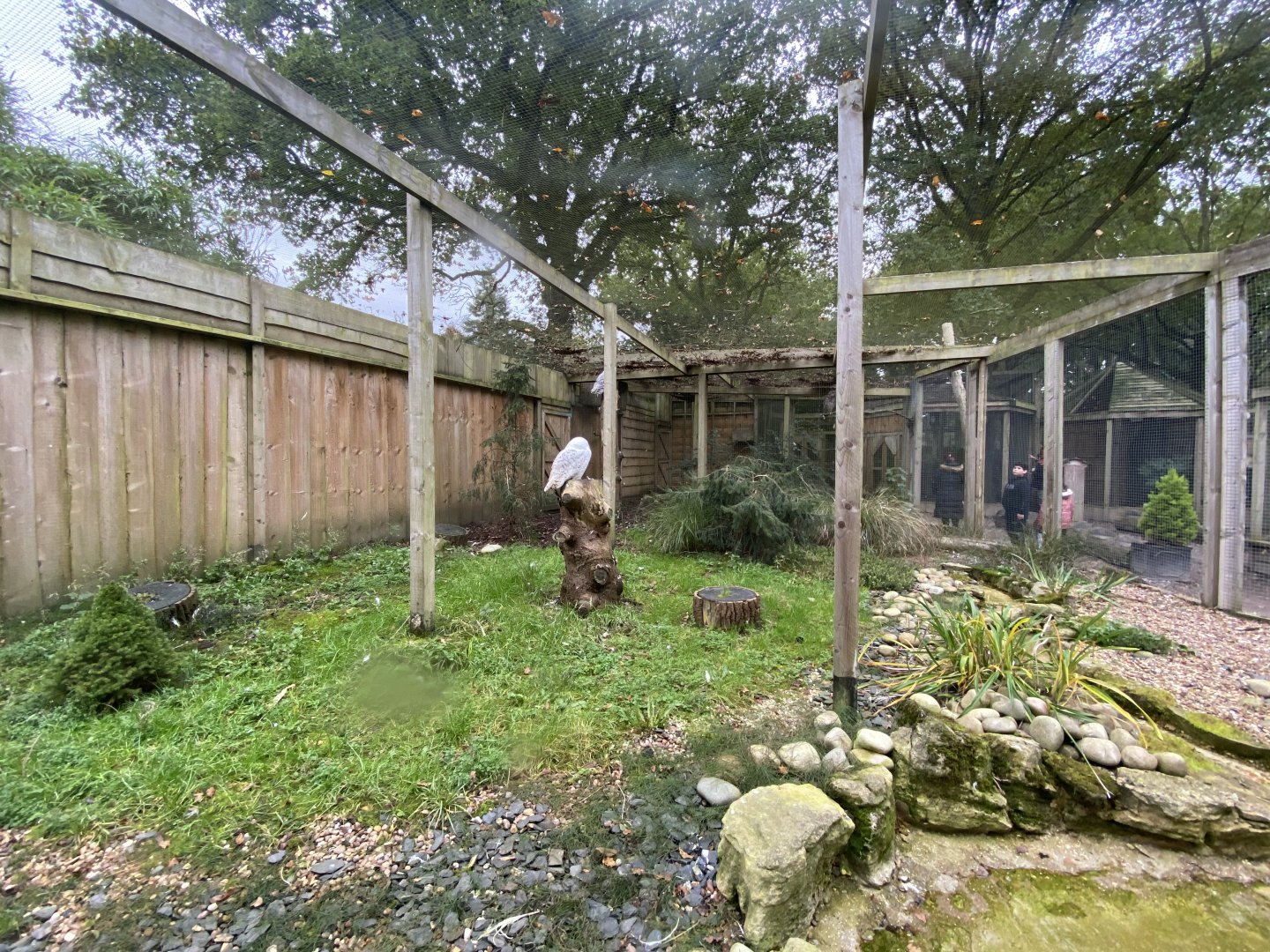 Owl Parliament - Snowy owl aviary 061121
