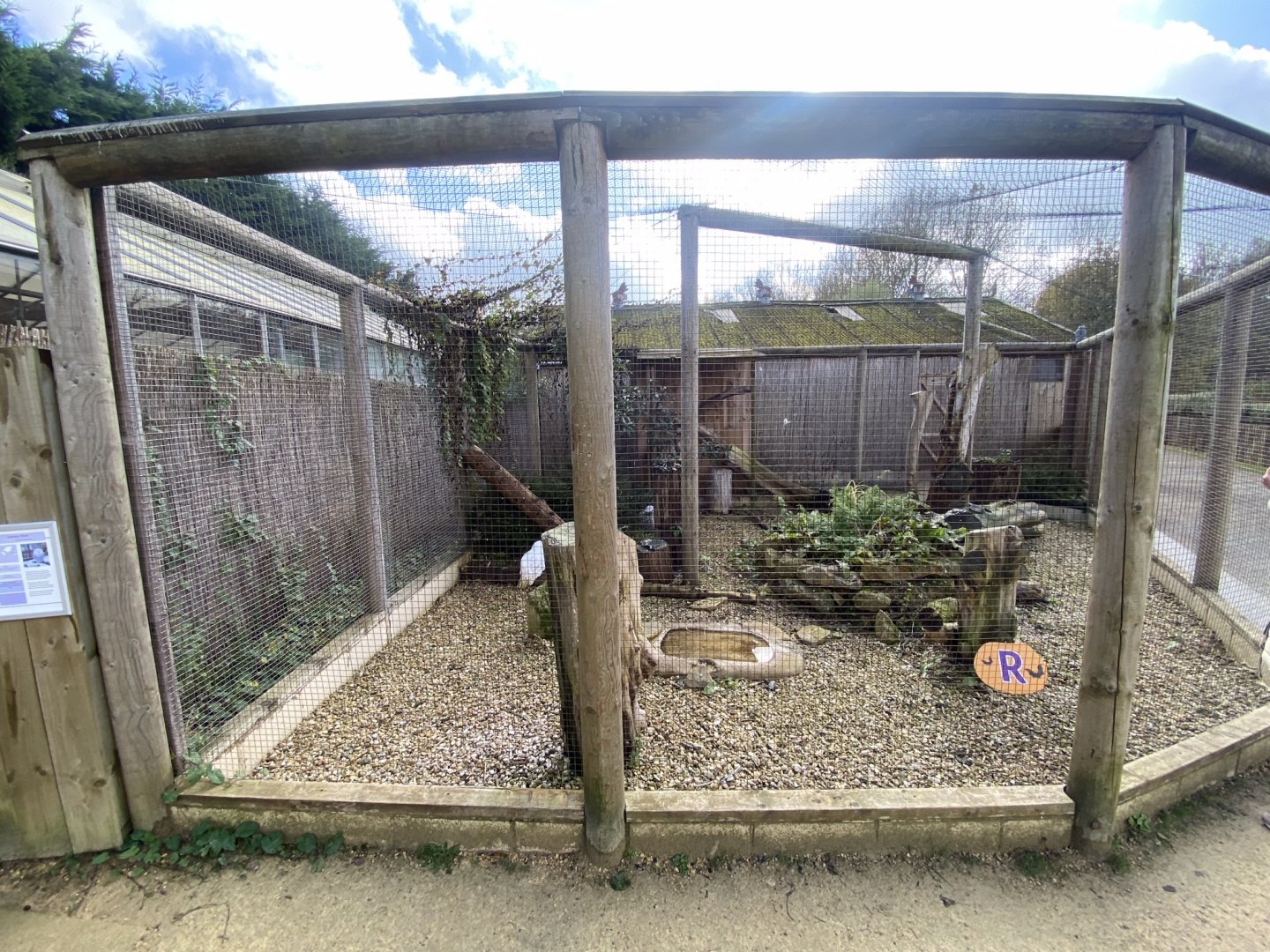 Owl Parliament - Snowy owl aviary 241023