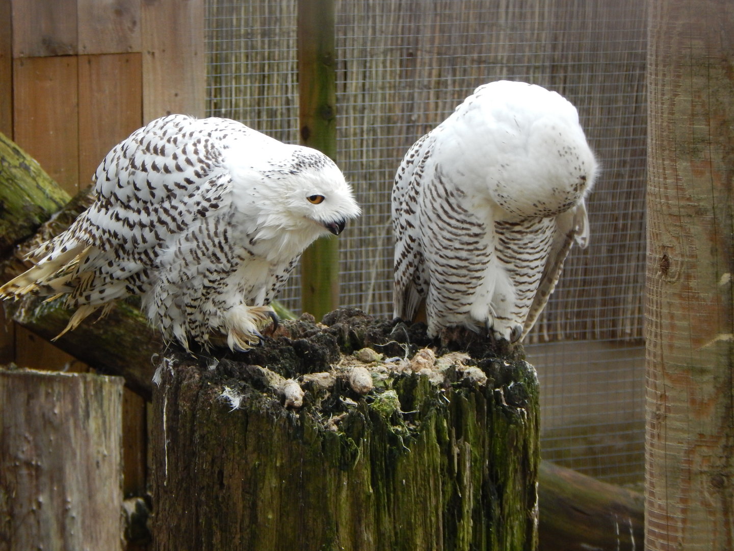 Owl Parliament - Snowy owls 010323