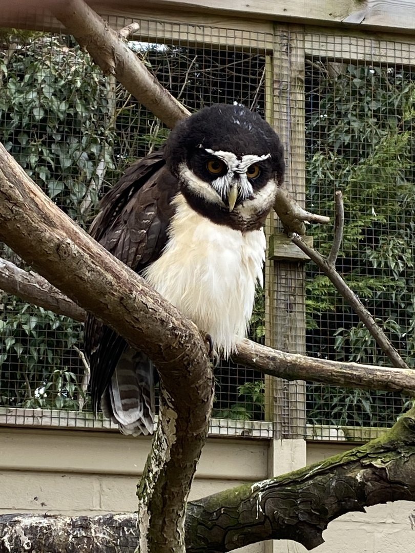 Owl Parliament - Spectacled owl 010323