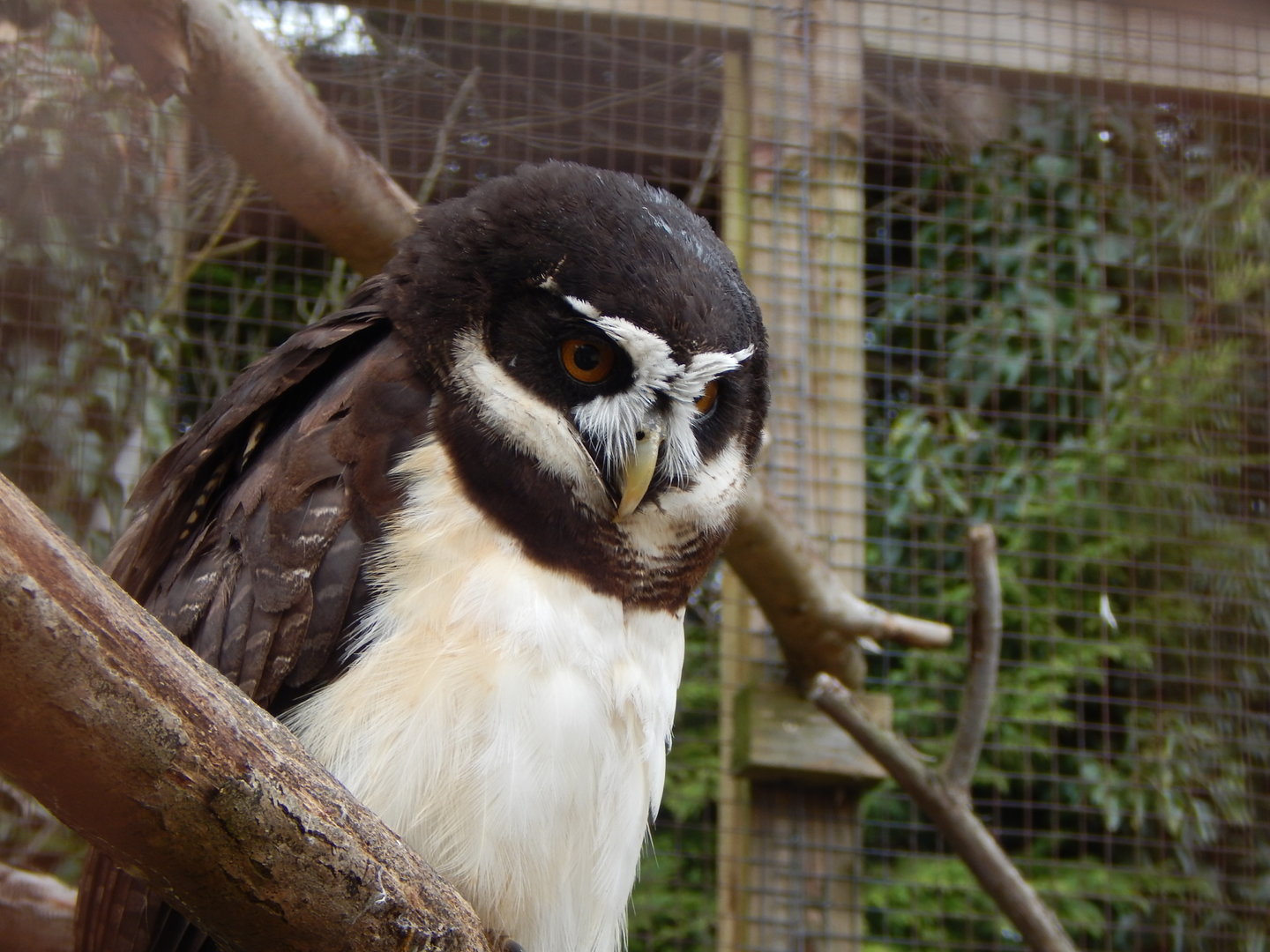 Owl Parliament - Spectacled owl 010323