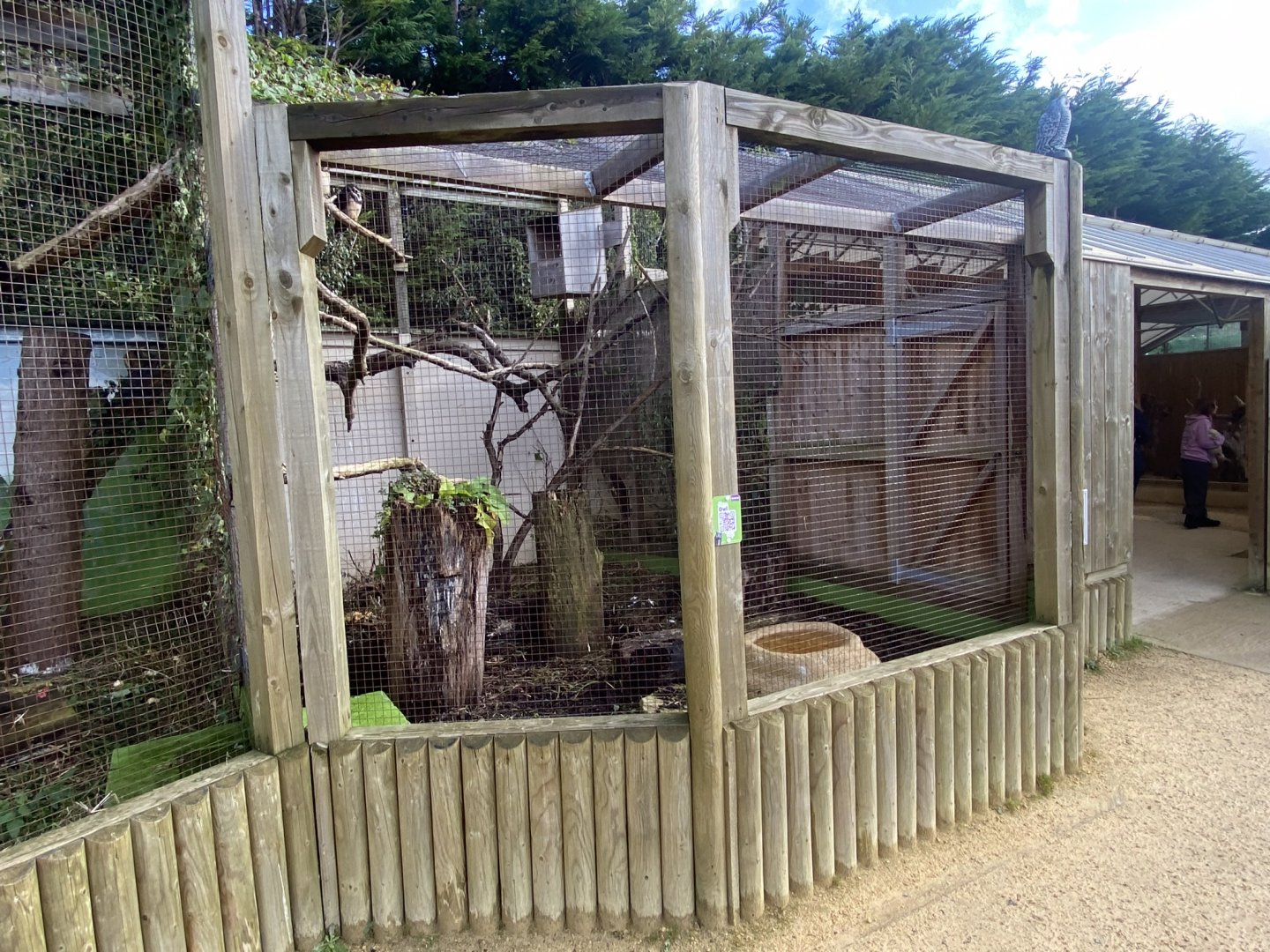 Owl Parliament - Spectacled owl aviary 241023