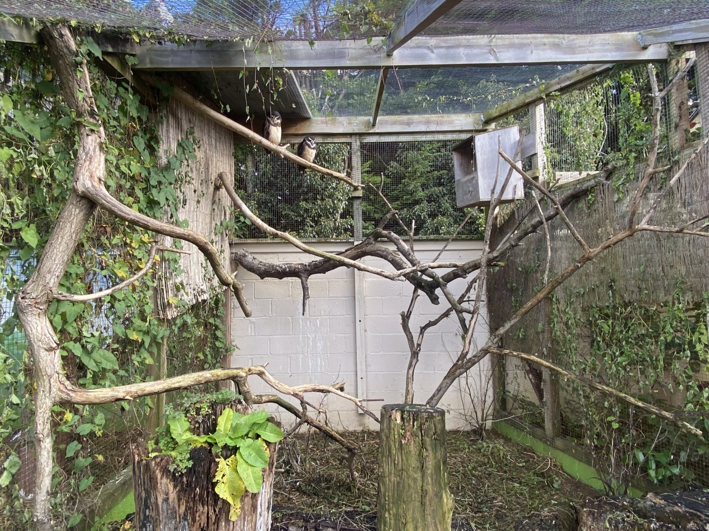 Owl Parliament - Spectacled owl aviary 241023