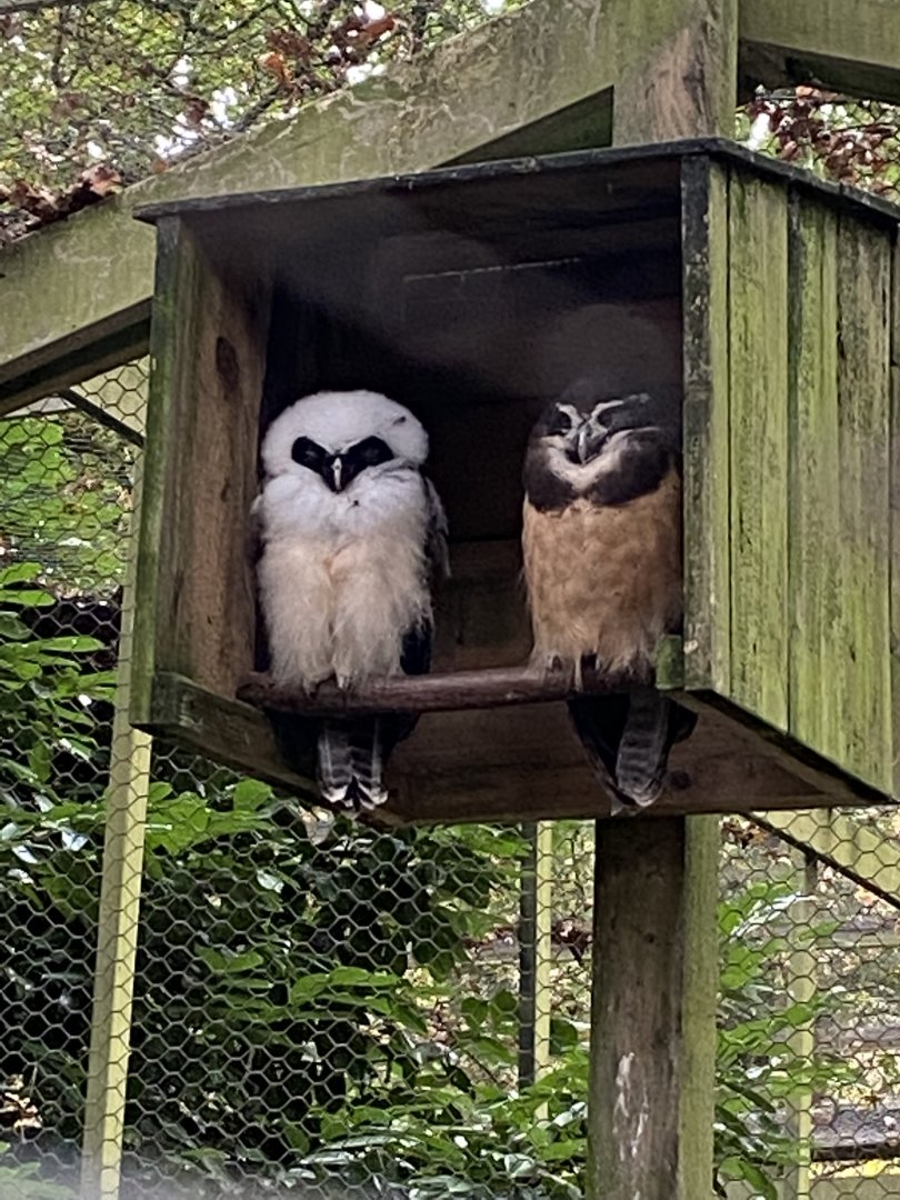 Owl Parliament - Spectacled owls 061121