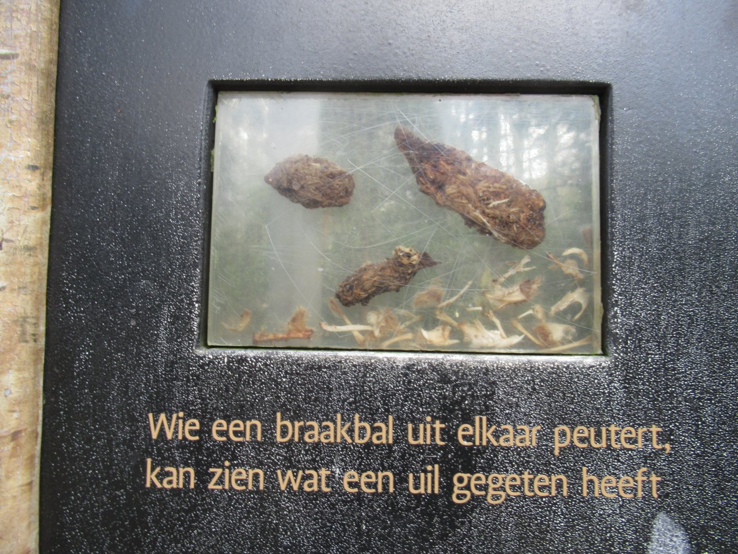 Owl pellets displayed in acrylic case