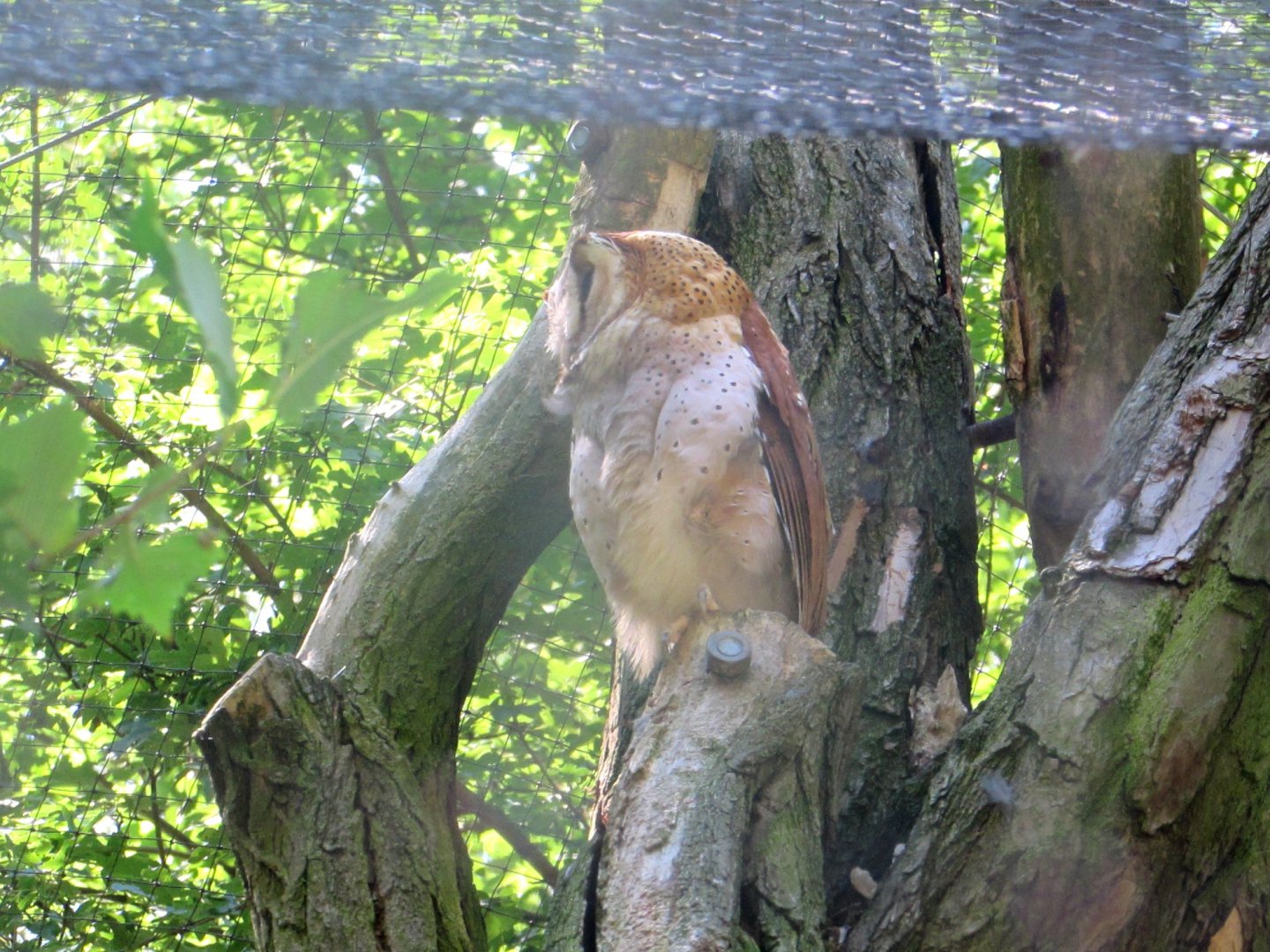 Owl second - July/2017