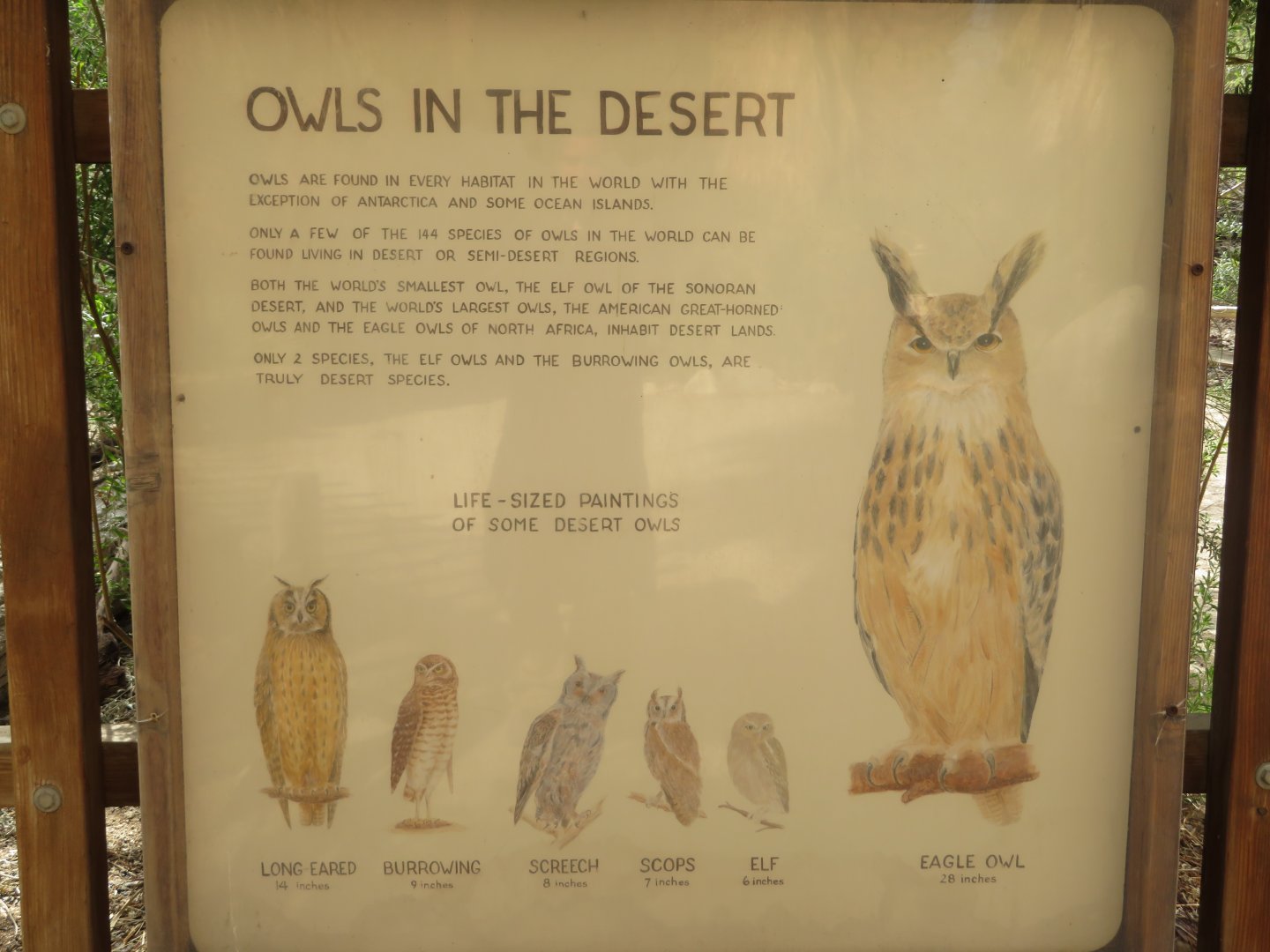 Owl Signage
