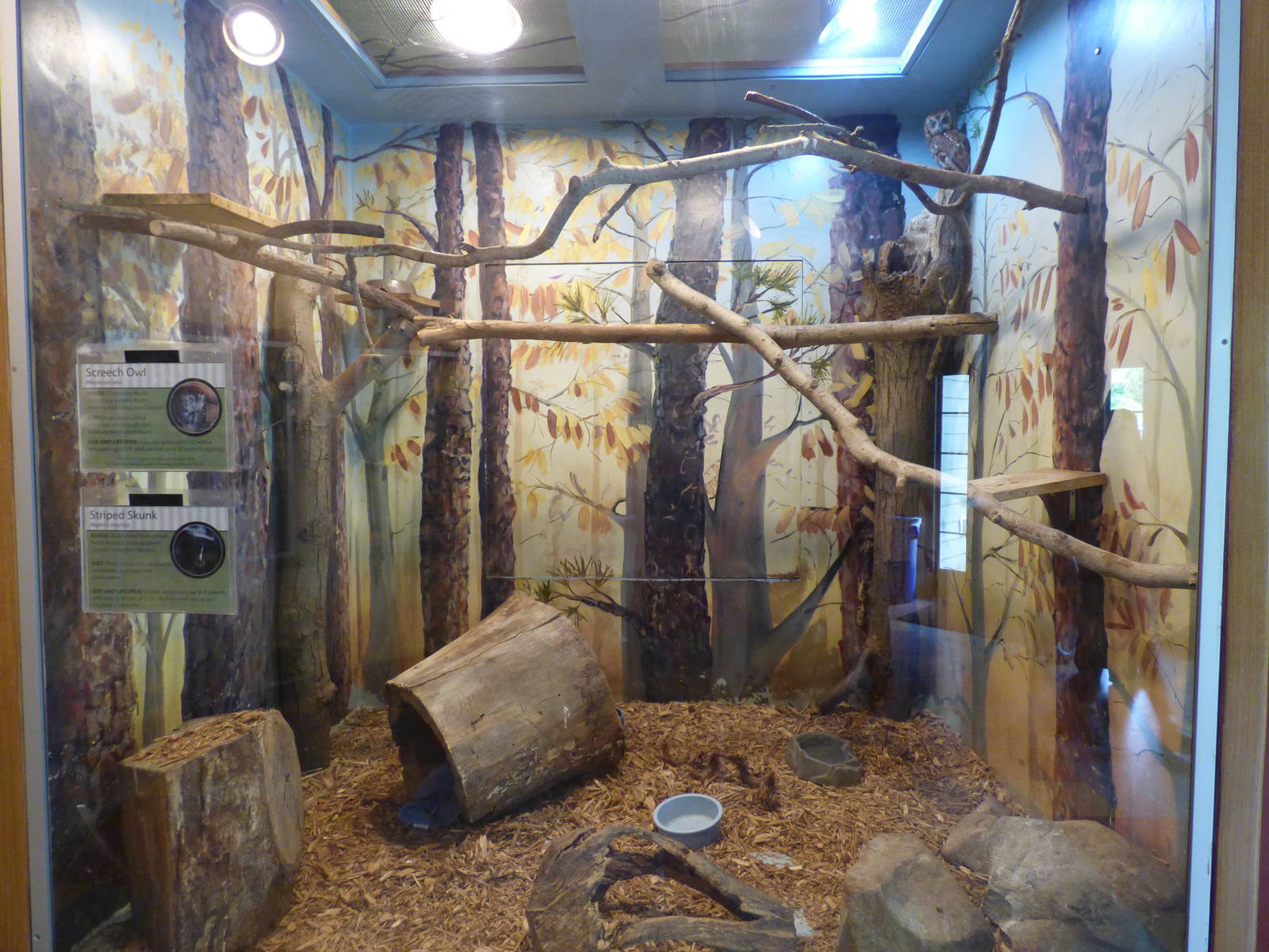 Owl & Skunk Exhibit