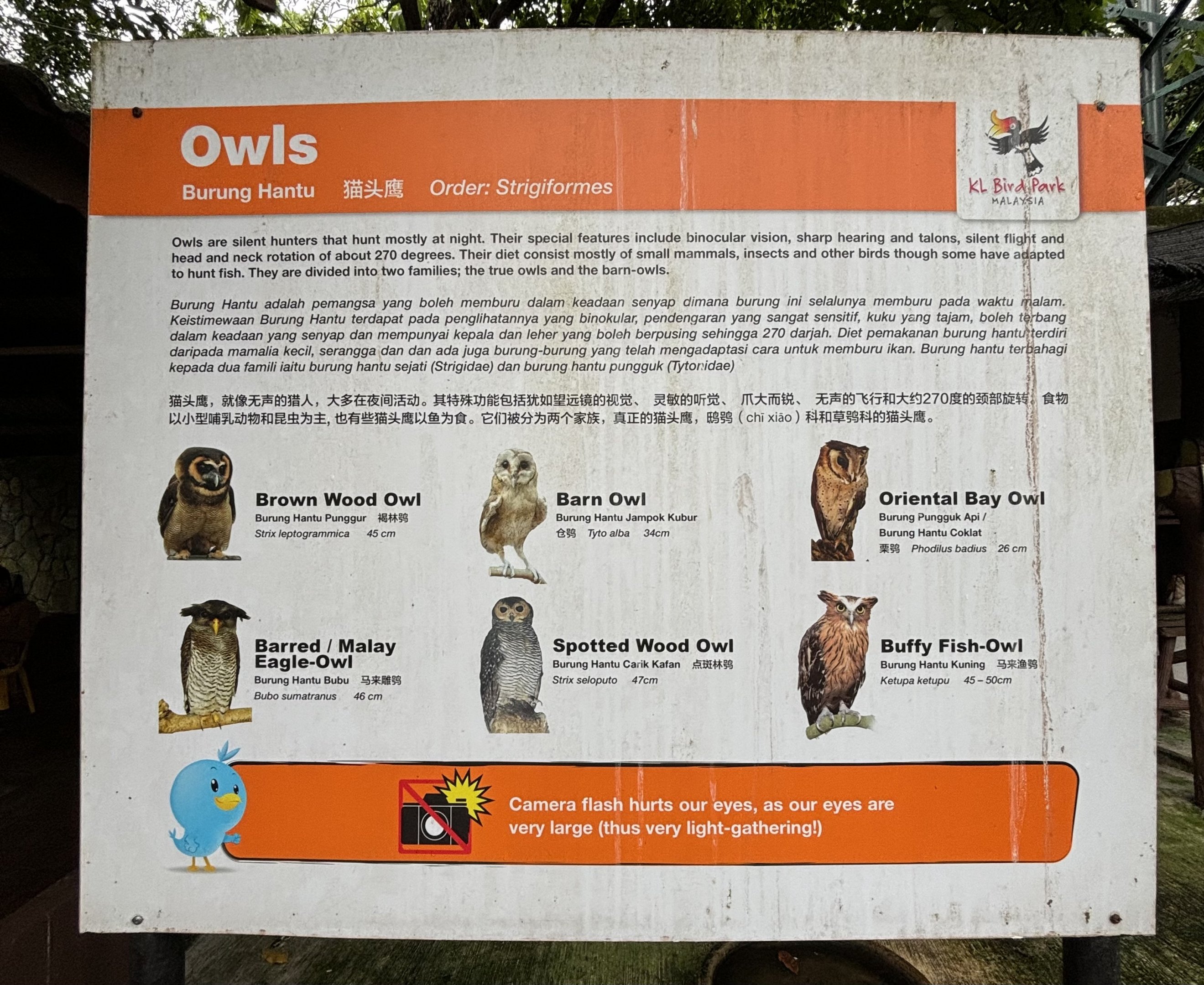 Owl species at zoo