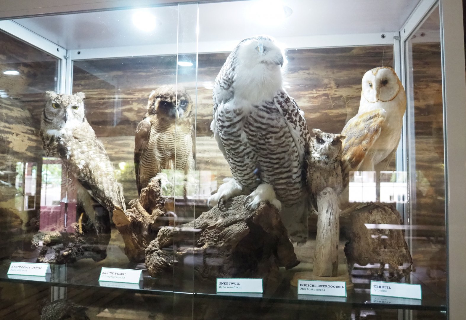 Owl specimens, 2022-05-17