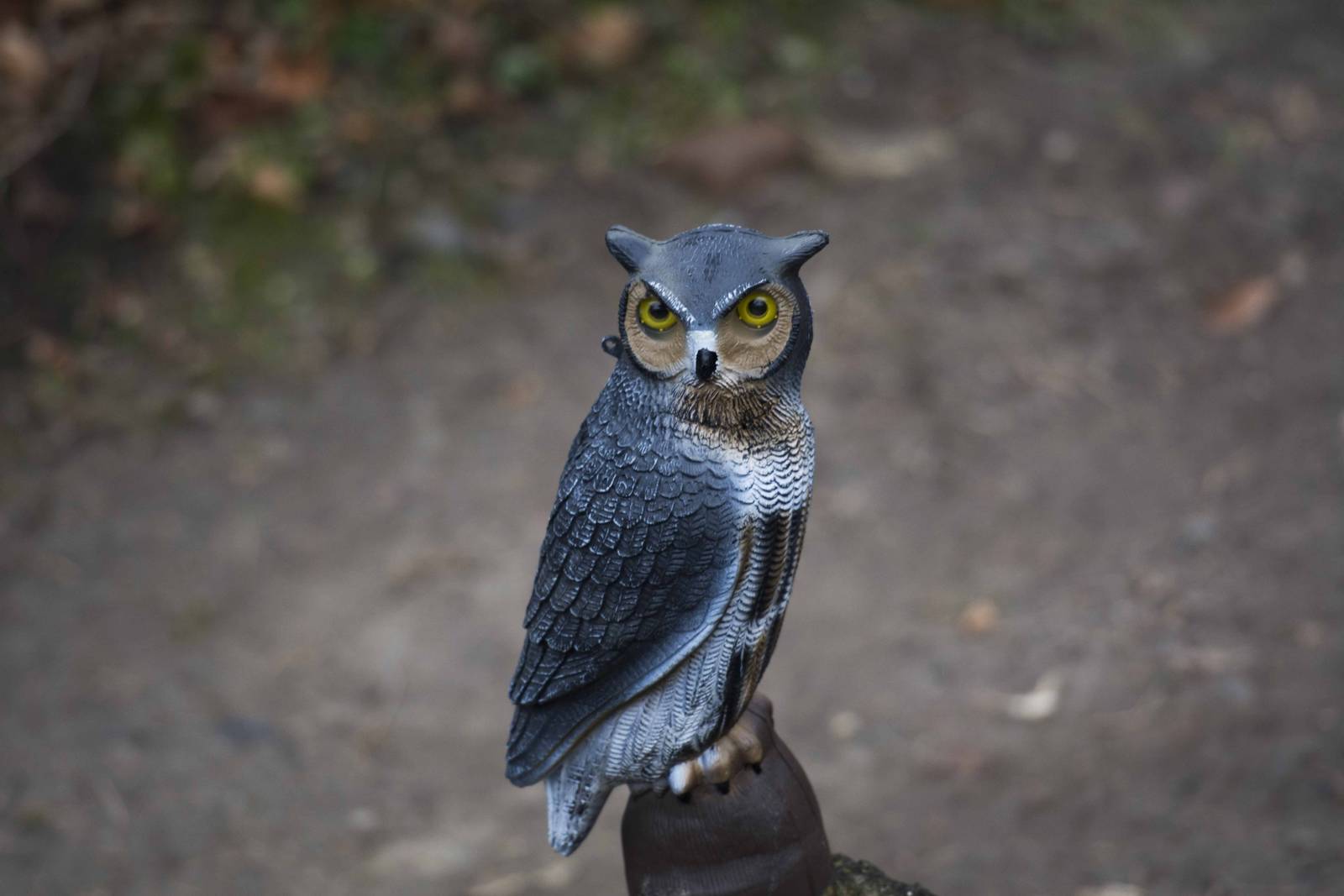 Owl Statue (Beaver Exhibit)