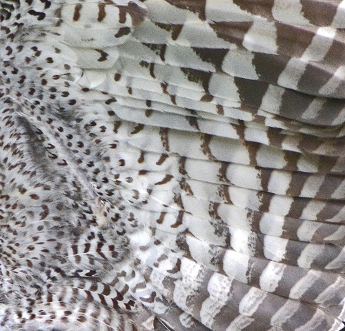 Owl underwing feathers.