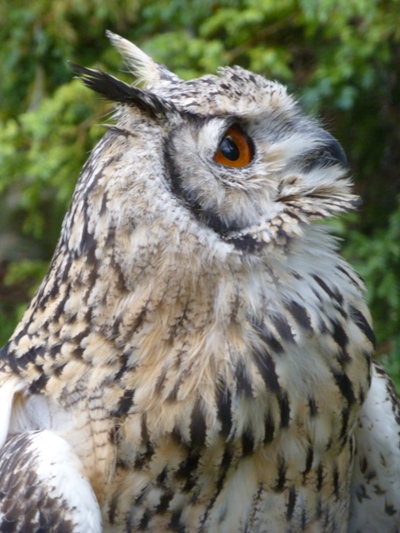 Owl