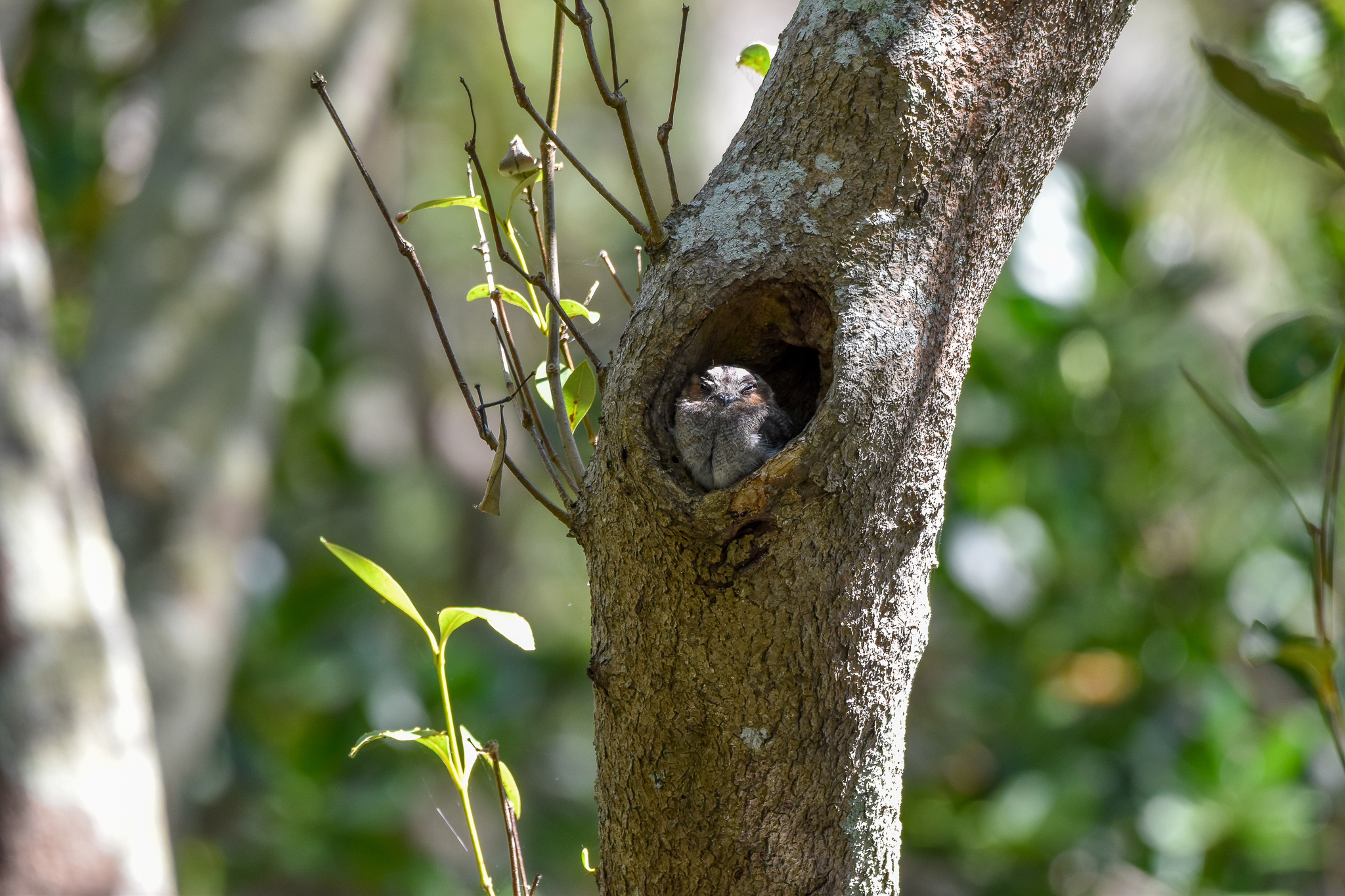 Owlet-Nightjar hollow