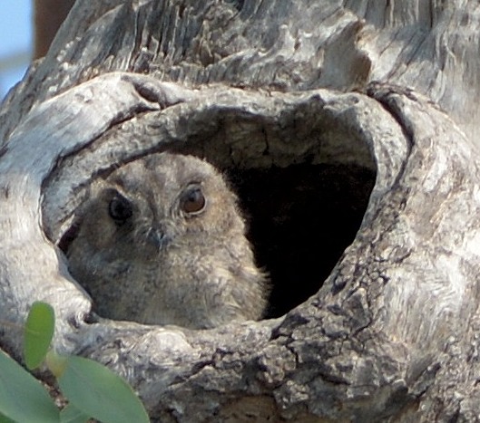 Owlet-nightjar