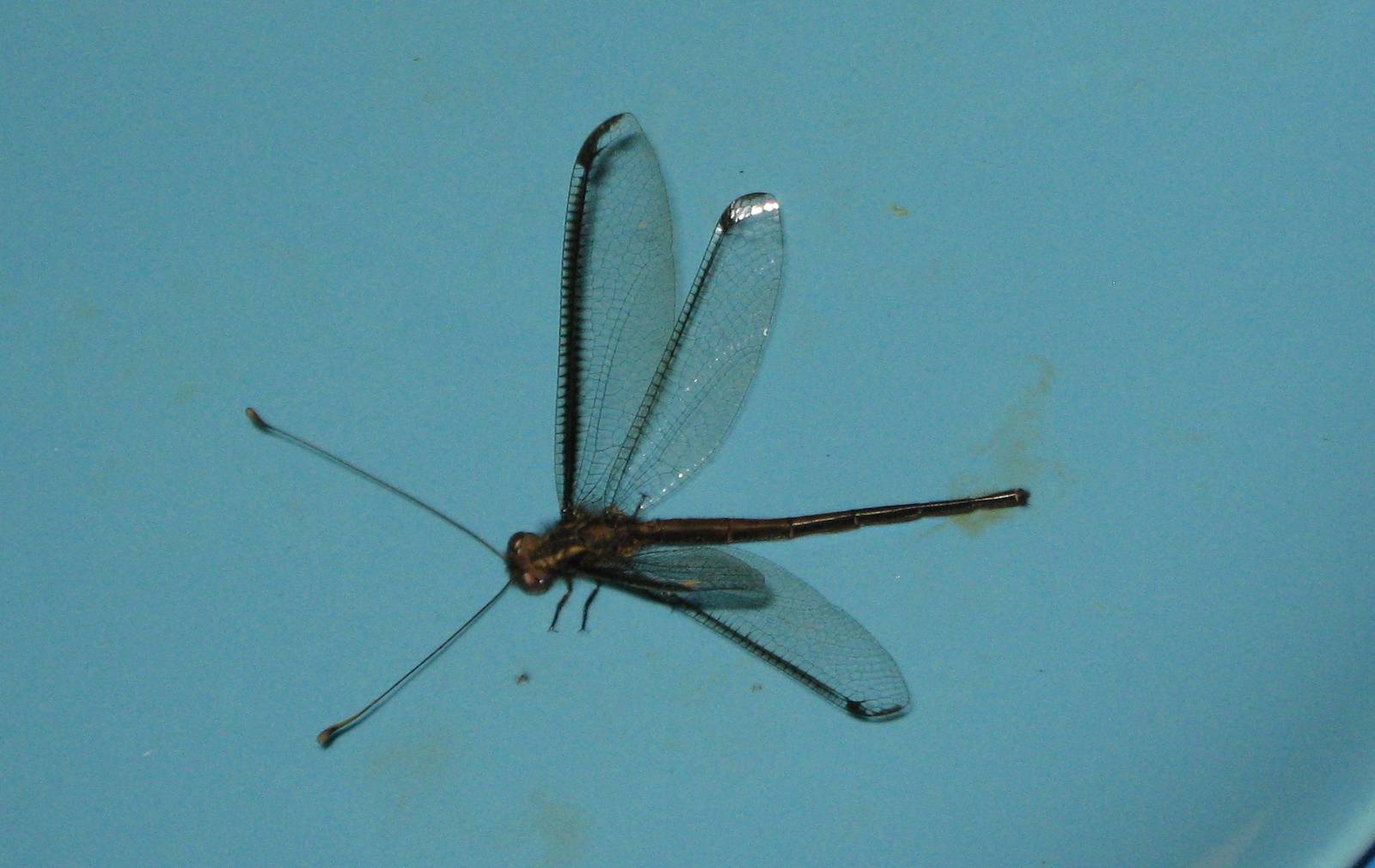 owlfly (Ascalaphidae)