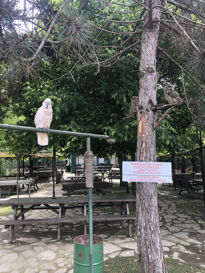 Owls and Moluccan Cockatoo on Perches
