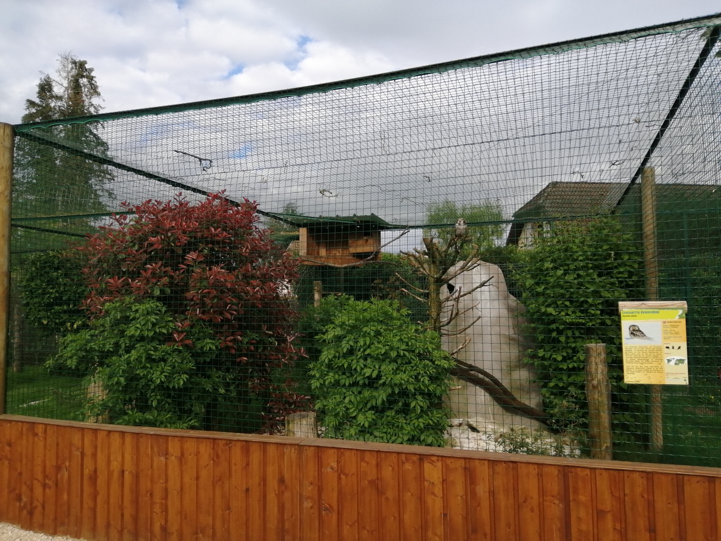 Owl's aviary example (Northern Hawk-Owl)