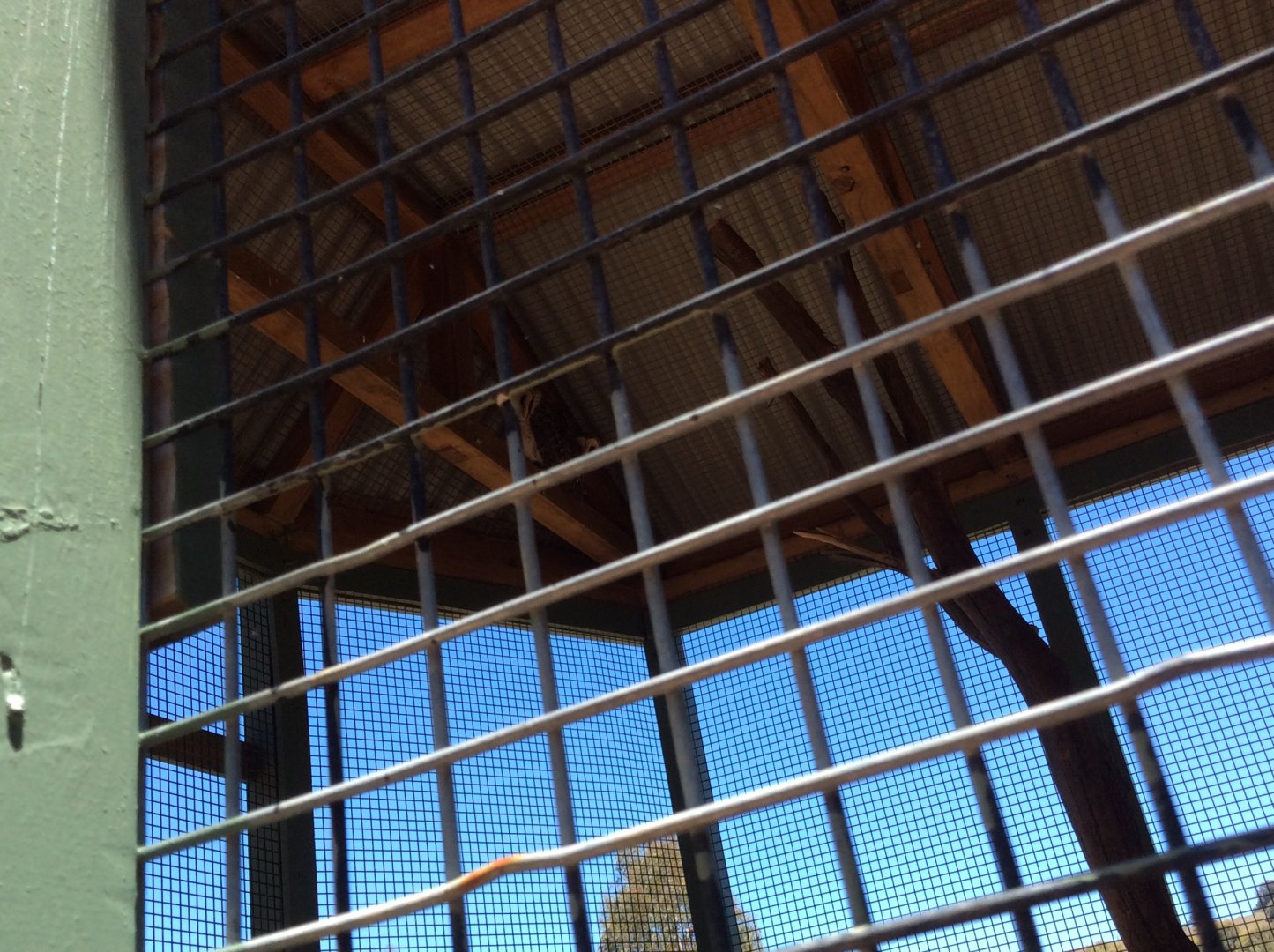 Owls in the corner ,very bare