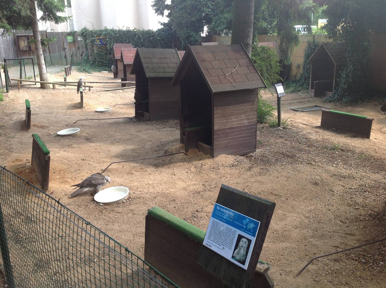 Owls, Vultures and Eagles