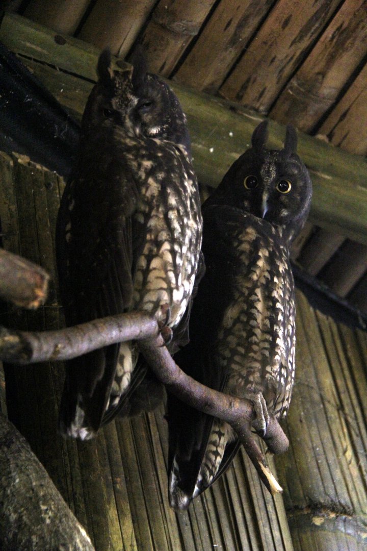 Owls