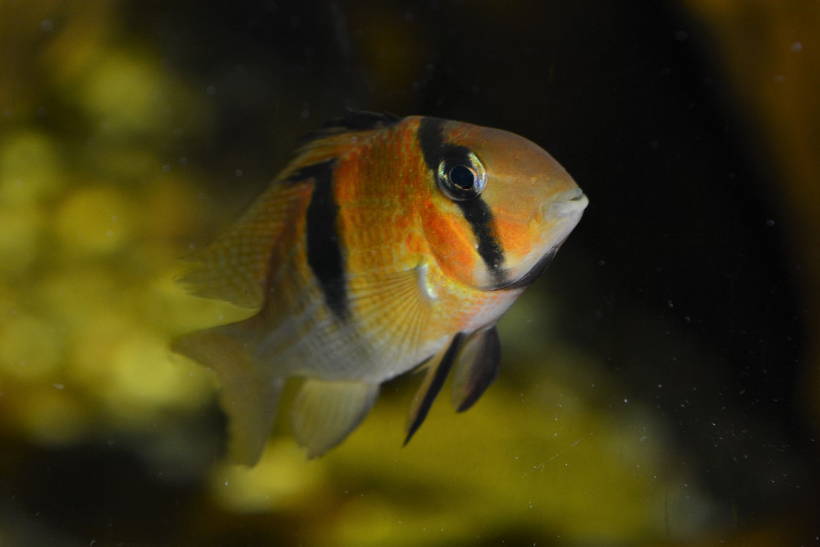 Owroewefi's cichlid (Guianacara owroewefi)