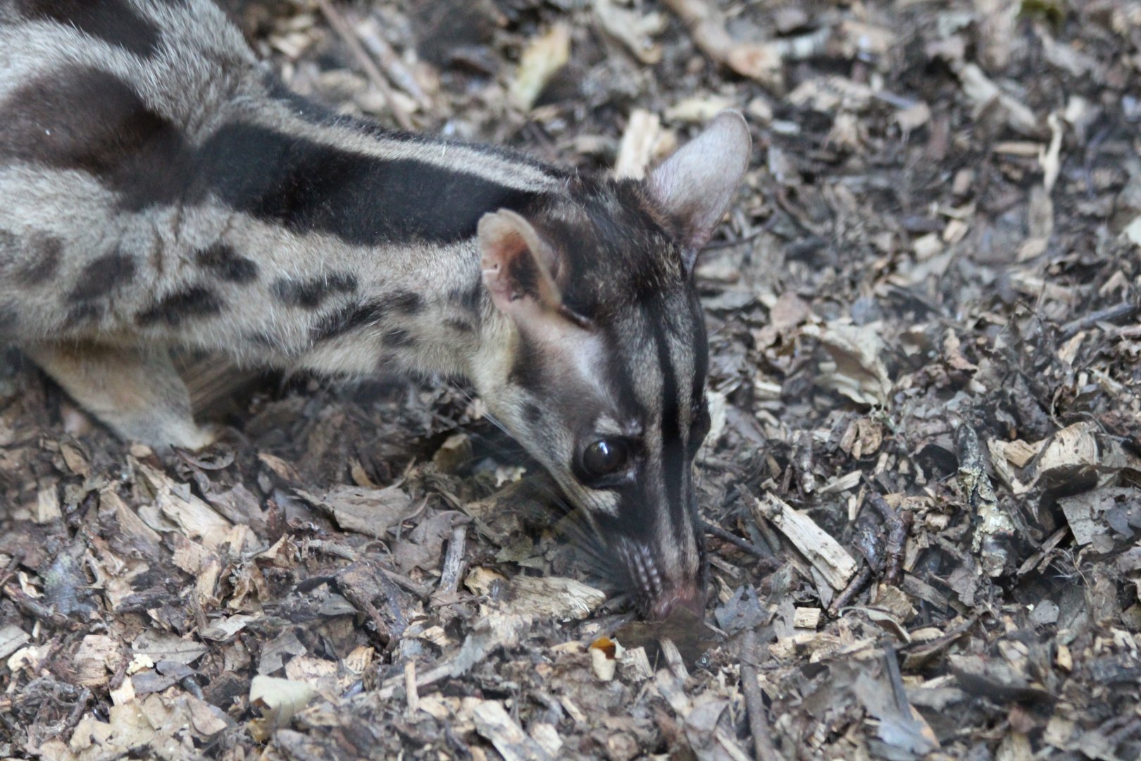 Owsten's Civet - July 2019