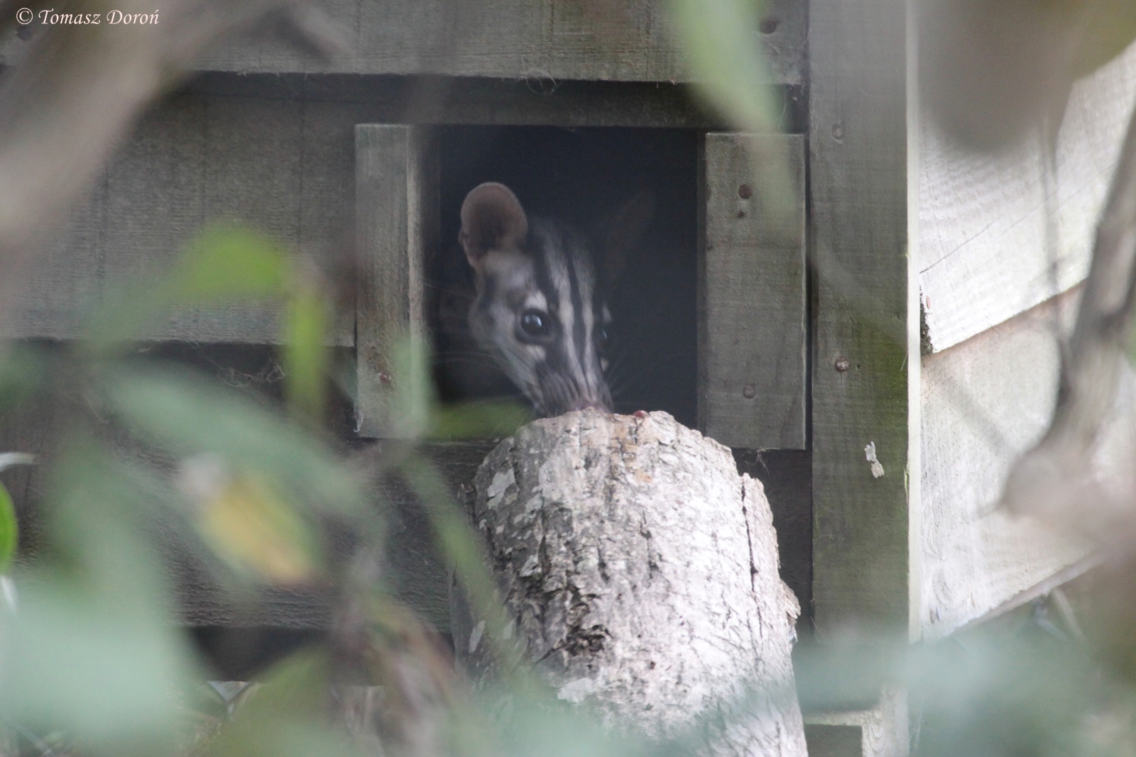 Owston\'s Banded Palm Civet (Chrotogale owstoni)
