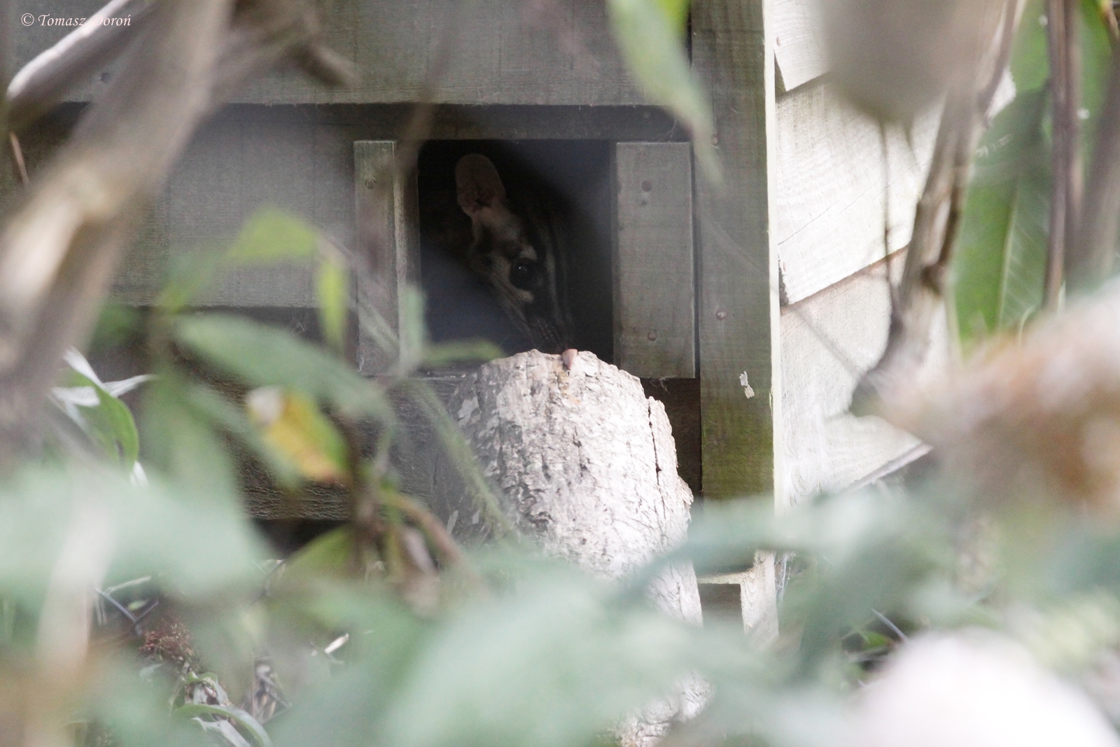 Owston's Banded Palm Civet (Chrotogale owstoni)